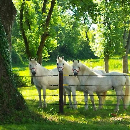 Maison De Campagne Au Coeur D'Un Elevage De Poneys Connemara Le Landreau Ngoại thất bức ảnh
