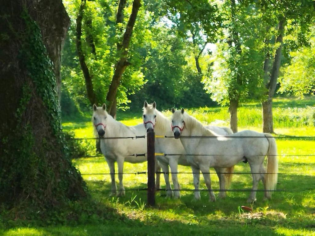 Maison De Campagne Au Coeur D'Un Elevage De Poneys Connemara Le Landreau Ngoại thất bức ảnh