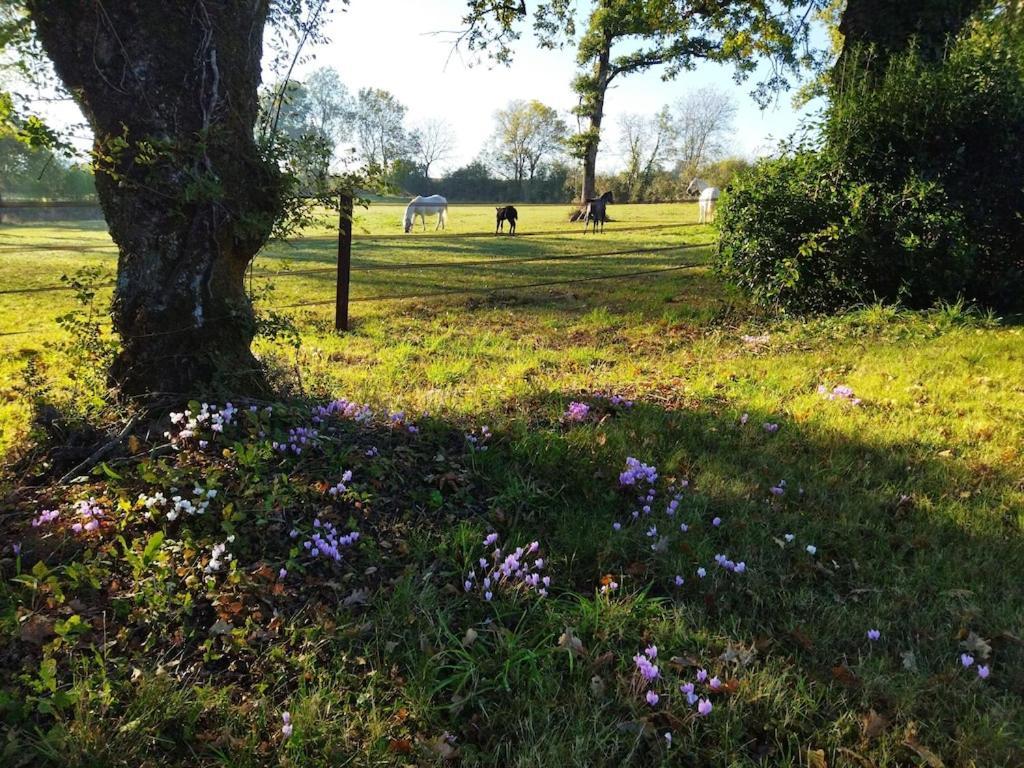 Maison De Campagne Au Coeur D'Un Elevage De Poneys Connemara Le Landreau Ngoại thất bức ảnh